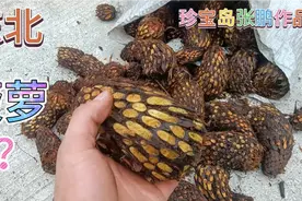 这个你认识吗？野菠萝学名叫贯彻，是一种药材一天挣几百块？视频封面