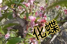 都说清明祭祀看到黑色蝴蝶就是亲人的化身，我相信它就是爸的化身视频封面