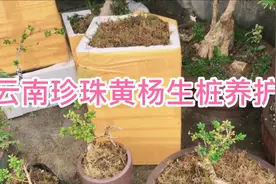 云南珍珠黄杨下山生桩种植养护技术，多年养护经验分享，纯干货！视频封面