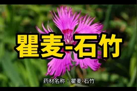 中药瞿麦-石竹的作用与功效。性味归经。@经方李义 @探医视频封面