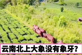 云南北上象群大象没有象牙，它的象牙那里去了，发生了什么事？视频封面