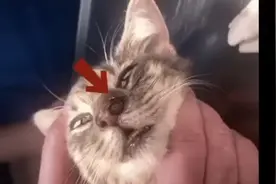 可怜的猫咪 全都马蝇幼虫寄生了 拨出过程解压！视频封面
