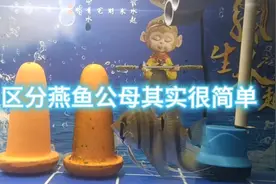 如何区分燕鱼公母，其实很简单视频封面