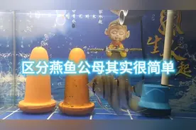 如何区分燕鱼公母，其实很简单视频封面