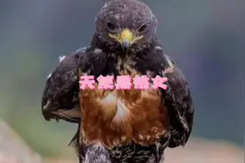 天使黑桃女视频封面