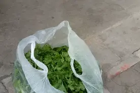 芹菜叶子也有实用价值。视频封面
