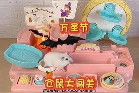 万圣节小仓鼠的大闯关能成功吗？！视频封面