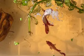 斗鱼交配产子过程视频封面