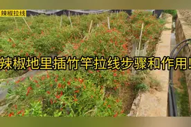 种辣椒这样插竹竿绑上线，不倒伏长势好，辣椒根系发达产量高!视频封面