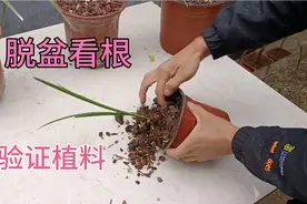 小伙用砖瓦粒加松针土配比植料试种了一批兰花，今天脱盆看看效果视频封面