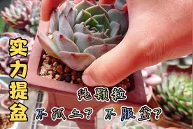 多肉控养的前提：全颗粒养多肉，上盆两个月的纯爱可以提盆啦！视频封面