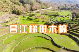 海南昌江木棉红，七叉镇的确是个赏木棉花的好地方视频封面