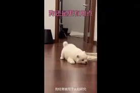 猫和狗都是非常聪明可爱的动物