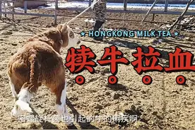 犊牛拉血怎么治疗效果好？视频封面