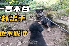 两条小奶狗脾气太暴躁，一言不合就大打出手，势均力敌谁也不服谁