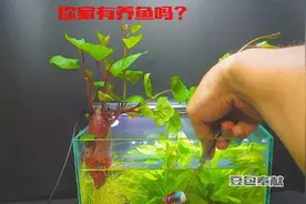 你有养鱼吗？教你一招 把红薯的一端放在鱼缸里 让他自由生长视频封面