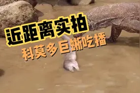 科莫多巨蜥为啥被叫三嫂？视频封面