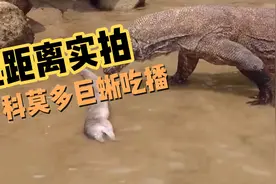 科莫多巨蜥为啥被叫三嫂？视频封面