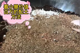 分享小慧的通用土的配土方法，自己配土不再是难事