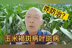 玉米褐斑病，叶斑病和锈病，咋防治？推荐一配方，喷罢就见效。视频封面