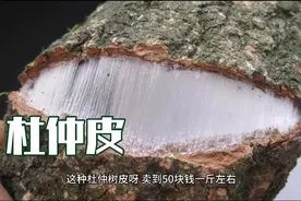 杜仲树全身都是宝，皮内含有银丝卖到50元一斤，看到请保护好视频封面