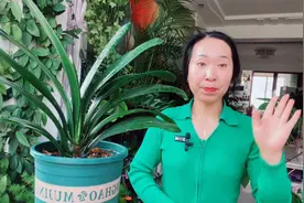 想让君子兰叶片绿油油，生长状态好，做好“五不能”安全度夏！视频封面
