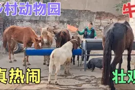这女的家里养的动物真多，堪称动物园啊，看着真热闹但是也挺吓人视频封面