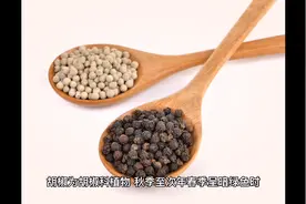 胡椒的功效与作用视频封面