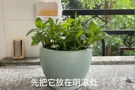 薄荷怎样种植呢？家里种一盆薄荷好处太多了！视频封面