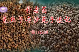 中药速记第163讲，补虚药菟丝子与沙苑子速记视频封面