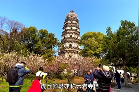 吴中第一山，来苏州必打卡，二月梅花映斜塔，醉寻剑视频封面