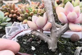 你会给多肉砍头吗？马哥来教你方法和技巧，侧芽长的多，容易爆盆