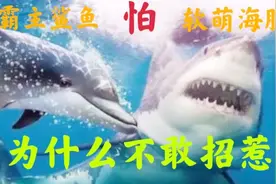 霸主鲨鱼完败软萌海豚，平易近人的海豚居然比鲨鱼还凶残，为什么视频封面