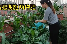 想要玉米结大棒子？同时施这两种肥水，让苗长得高又壮视频封面