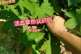 拉拉秧，学名：葎草。人称“活血草”煮水作用厉害了有四大妙用视频封面