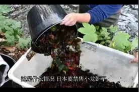 日本禁售小龙虾！并不好笑，其实小龙虾在我国也是入侵物种