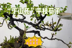 被称为“下山死”的高山平枝荀子，如何栽成活率高？赶紧看看视频封面