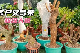 客户又寄来三角梅老桩，一次比一次大，不用泡根直接上盆视频封面