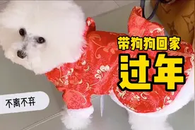 不离不弃，带狗狗第1次回家过年全记录，和我一起感受幸福视频封面