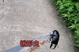 阴天不适合找蜜蜂，没找到蜜蜂，找到一只锹形虫，网上价格还挺贵