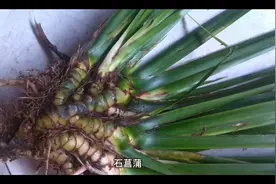 石菖蒲的作用与功效视频封面