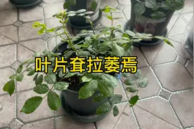 月季叶片耷拉没有精神应该怎么办？月季叶片变薄黄叶的原因视频封面