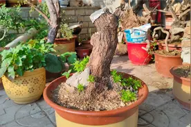 成活无望的黄荆坨坨一夜之间枝芽满头，老李直呼六大金钢成活有望视频封面