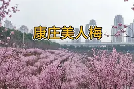 重庆康庄美人梅花开正艳，吸引了大批赏花人！朋友走起！视频封面