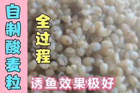 自制酸麦粒，实战诱鱼效果超常好，用了它，鱼获超过旁边的钓友视频封面