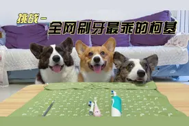 主人给三只柯基用电动牙刷刷牙，挑战全网刷牙最乖的小狗！