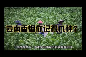 云南各大香烟你记得五种以上就算厉害，满满的都是回忆。视频封面