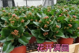 冬季的广东非常适合长寿花的生长，很快便花开满园了视频封面
