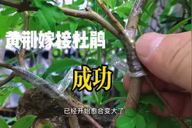 用两种方法把杜鹃嫁接到黄荆上，一个月后拆膜，很多人被打脸？视频封面