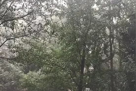 南京突降暴雨。泡壶茶，坐阳台上听风听雨听雷声阵阵视频封面